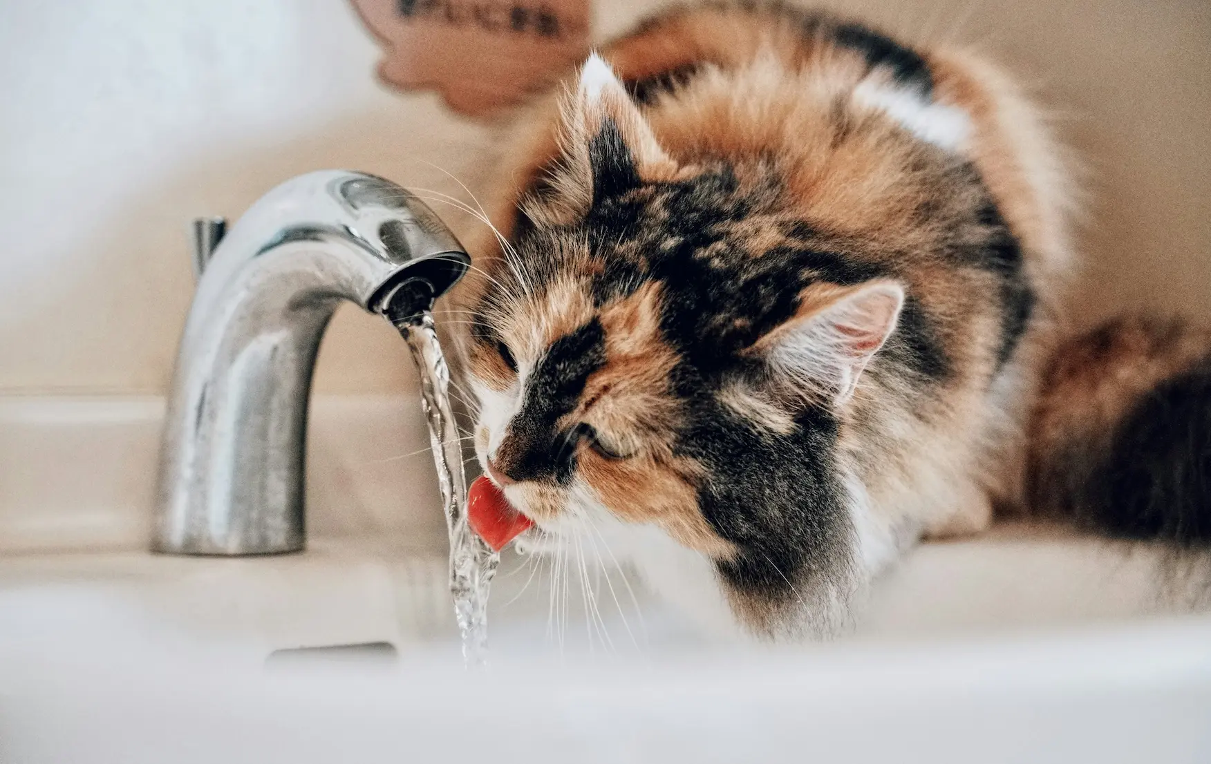 Cat drinking from a bowl to illustrate the importance of taste and purity in household water